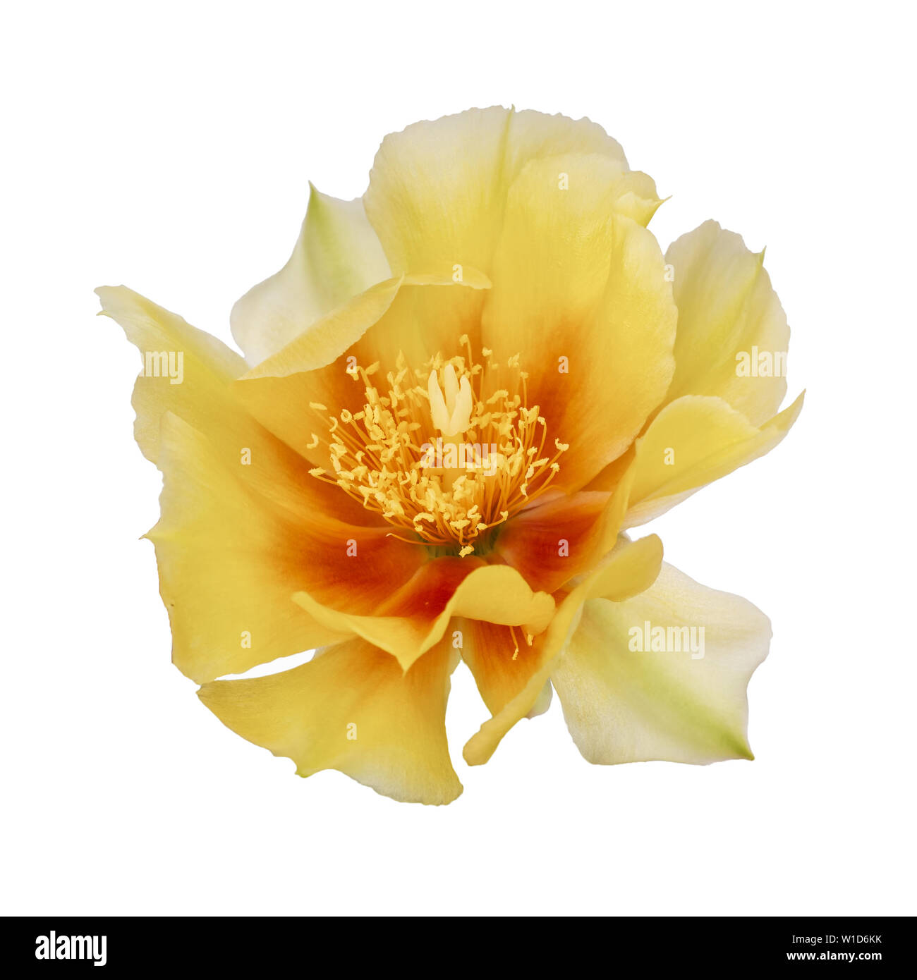 Cactus flower, Indian fig. Isolated on white. Opuntia ficus indica. Stock Photo