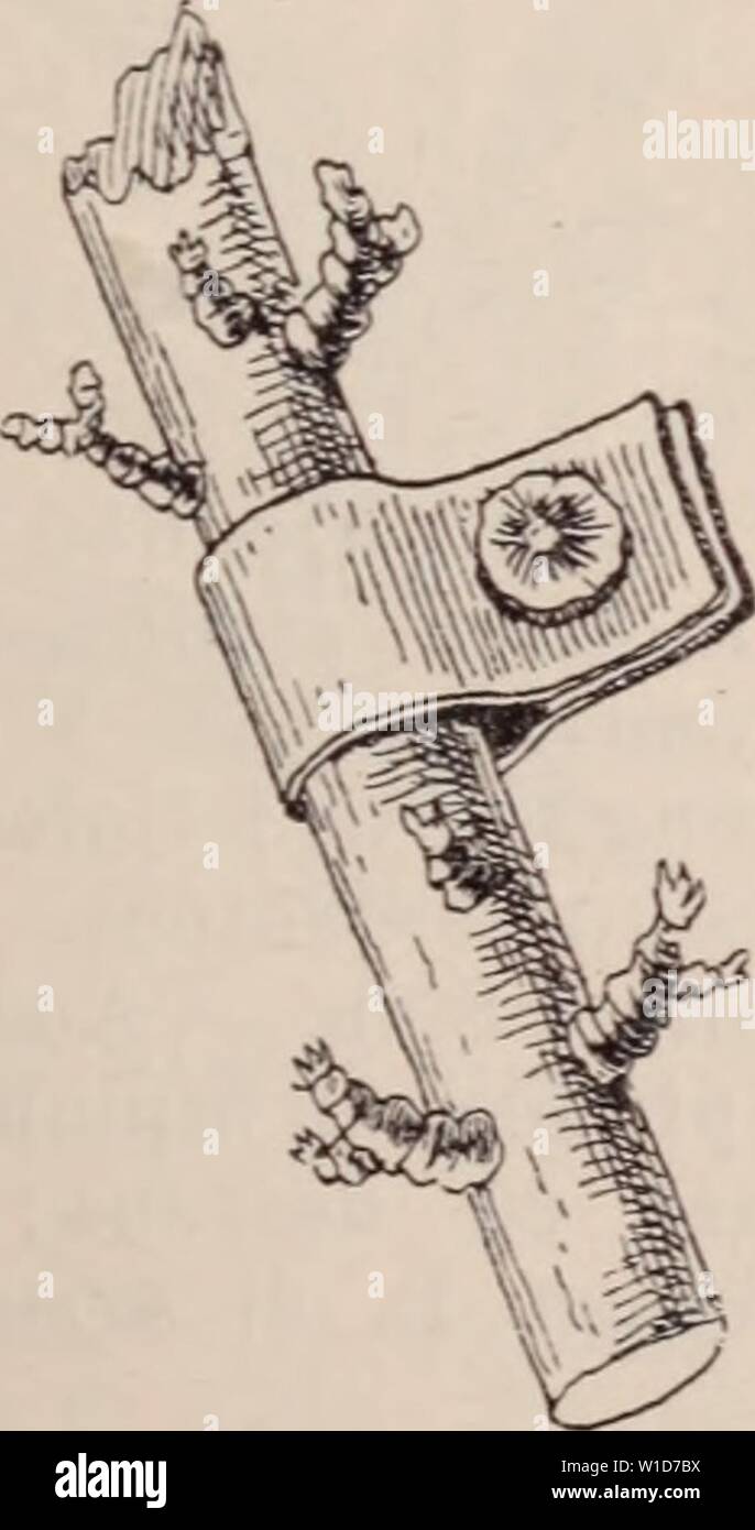 Archive image from page 924 of Dictionnaire d'horticulture illustré  par. Dictionnaire d'horticulture illustrÃ / par D. Bois   prÃface de Maxime Cornu   avec la collaboration de E. AndrÃ ... [et al.]. . dictionnairedhor00bois Year: 1893  Fig. 653. â Palisota Barteri Hook. P. aculeatus Lmk. â Illust. II, t. 210; 3uham . Ãdit. nov. III, t. 17; 8311. : P. aus- raiis GÅrtn., Fhugt. I, tab. 43 ; Bhamnus Pahurus L. ; Zizyphus Paliurus Willd.] â Ar-    Fig. 654. â Palissage. dou, Porte-Chapeau, Epine du Christ; angl. : hrist's Thorn; ail. : Ãhristusdorn. â RÃgion Ãditerr. â Arbriss. 3-5 m., buissonn. Stock Photo