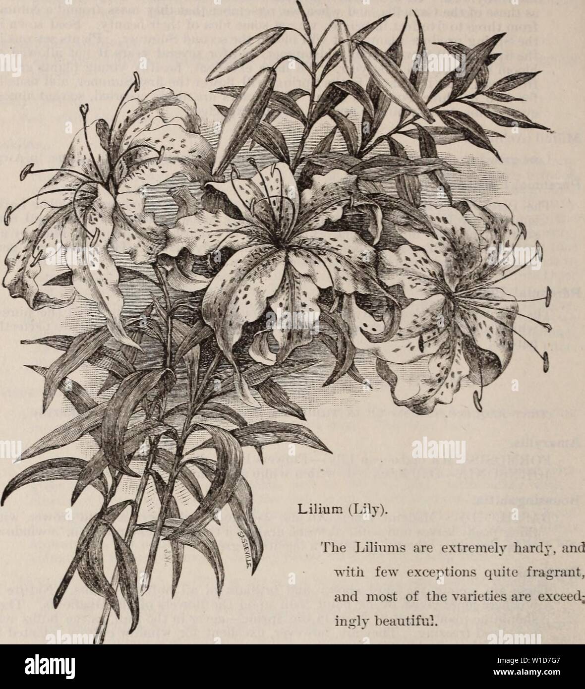 Archive image from page 93 of Descriptive and illustrated catalogue . Descriptive and illustrated catalogue : fruit and ornamental trees, shrubs, plants, etc. . descriptiveillus1892newc Year: 1892  6 Dessckeptevb and Illustrated Catalogue of FLOWERING BULBS TO BE PLANTED IN THE FALL.    LLLIUM AURATUM. AURATUM—Gold banded Lily of Japan. ( AXDIDOI—Common white. CAXDIDOI, 11. pL—Double white flowering. LANCIFOLIUM ALBUM—White Japan. LANCIFOHUM ROSEUM— liose spotted. LANCIFOLIUM RUBRUM—Red spotted. TIGRINUM, 11. pi. (Double Tiger Lily)—Bright orange scarlet with dark spots. LANC1F0LIUM PUXCTATUM— Stock Photo