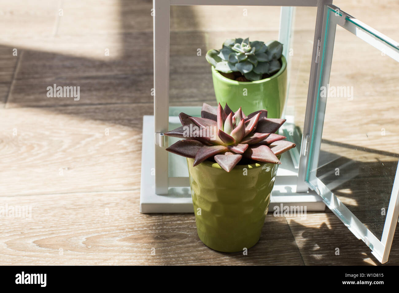 House plants. Succulents Stock Photo Alamy