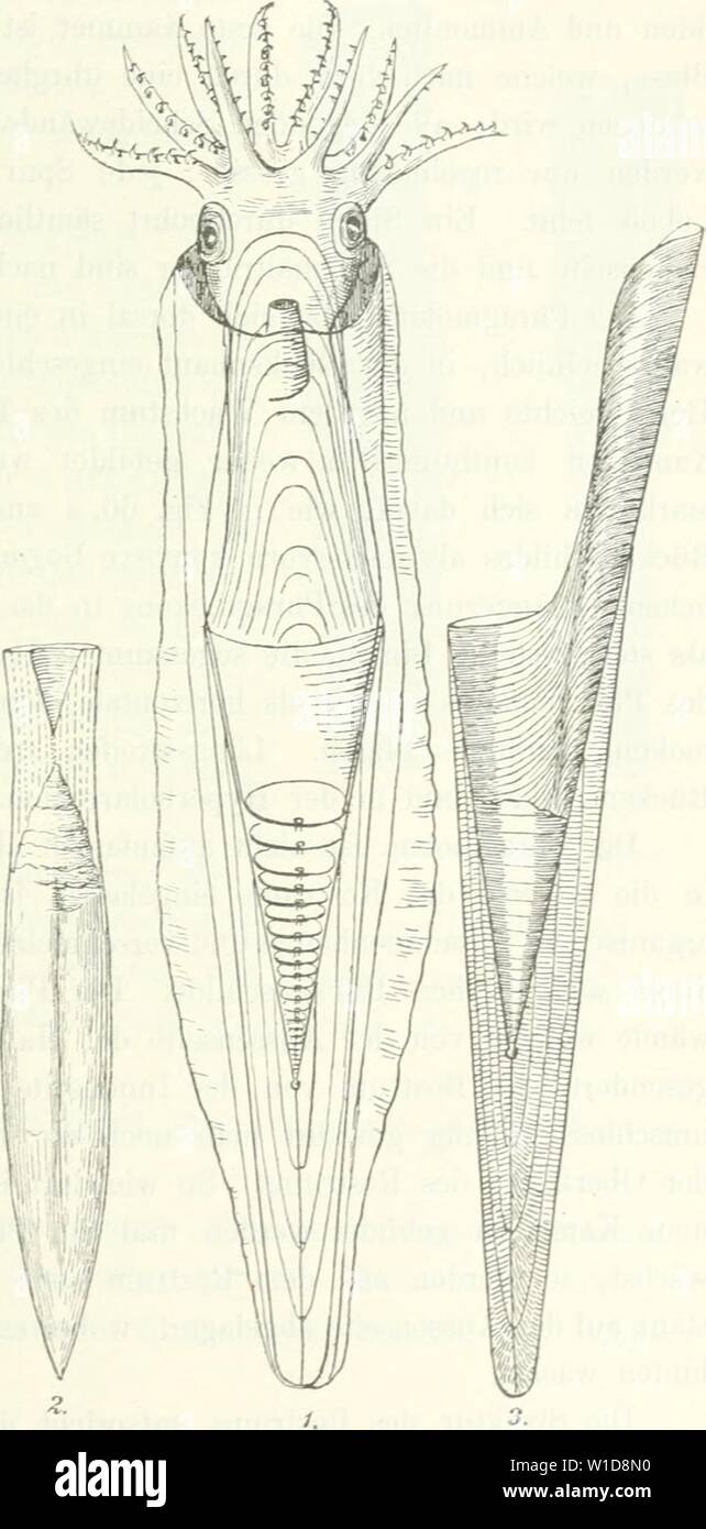 Archive image from page 94 of Die Leitfossilien, ein Handbuch für. Die Leitfossilien, ein Handbuch für den Unterricht und für das Bestimmen von Versteinerungen . dieleitfossilien00kokeuoft Year: 1896 Paläontologische Übersicht. 87 Belemnoteuthidac. Scheide und Proostracum fehlcE. Phragmokun spiral gerollt. Spirulidae. Einzige Gattung: Spirula, Jetzt. Die Gattung Belem- Fig. 6G. nites mit ihren verschie- denen Sektionen bildet den Kernpunkt der Belemni- tidae und ist in Jura und Kreide massenhaft vertre- ten. Im Tertiär kommt sie nicht mehr vor; die Abteilung ist hier nm- durch einige seltene Stock Photo