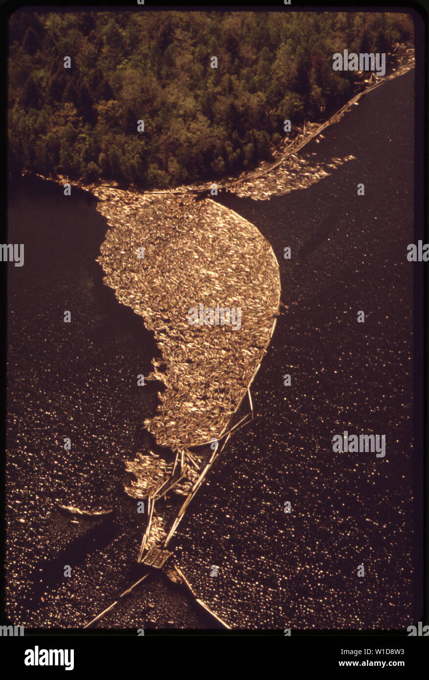 PACIFIC PAPER COMPANY PULP LOG BOOM IN THE ST. CROIX RIVER NEAR COMPANY'S WOODLAND PLANT