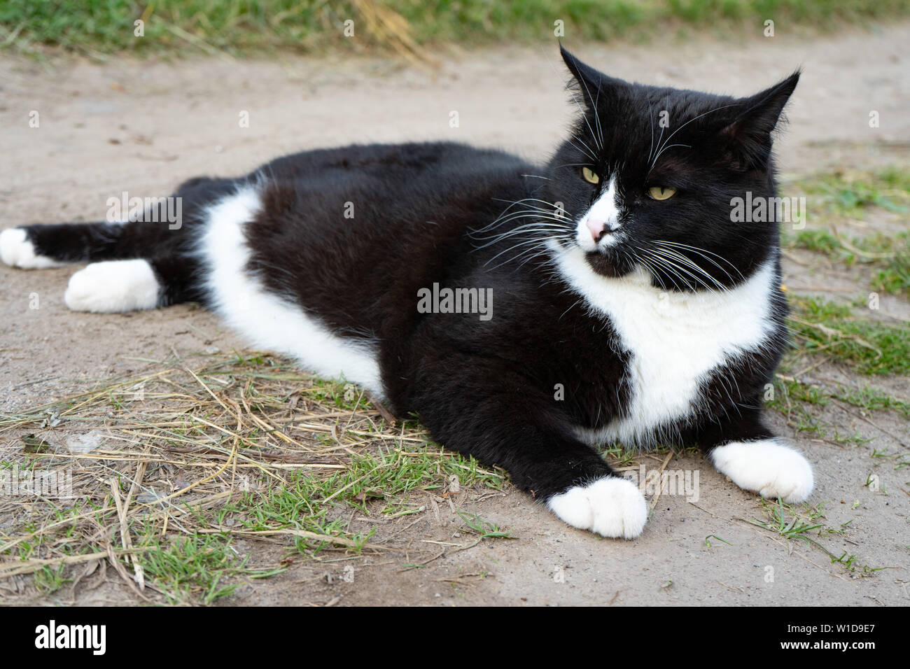Black cat lying on grass hi-res stock photography and images - Alamy