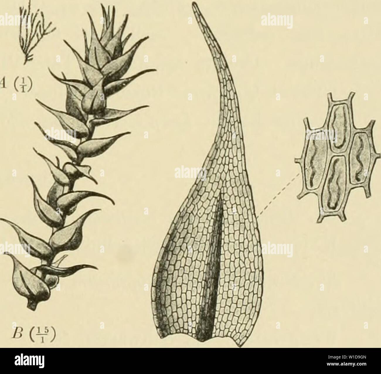 Archive image from page 96 of Deutsche Südpolar-Expedition, 1901-1903, im Auftrage. Deutsche Südpolar-Expedition, 1901-1903, im Auftrage des Reichsamtes des Innern . deutschesdpola81deut Year: 1906  Bkotherus, Laubmoose. 93 Crozet-Gruppe: Possession-Insel (V anhoffen). Steril. f. robusta. Kergnelen: Tal zwischen Station und Mittelberg (Urbansky). Steril. Philonotis Brid. 4.'). Philonotis scabrifolia (Hook. fil. et Wils.) Beoth. Syn. Bartramia subexigua C. Müll. Kergnelen: Beobachtungsbucht (Vanhöffen); am Schwarzen See (Urbansky); zwischen Station und Drygalski-Berg (Urbansky); Stationsnähe (W Stock Photo