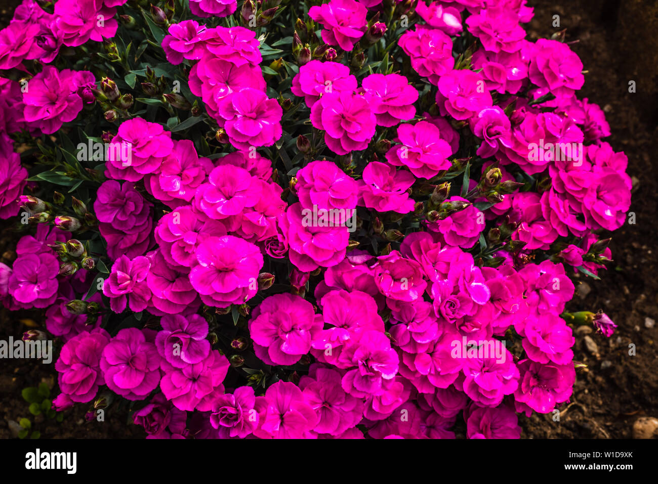 Dianthus Tickled Pink in an English Country Garden. Stock Photo