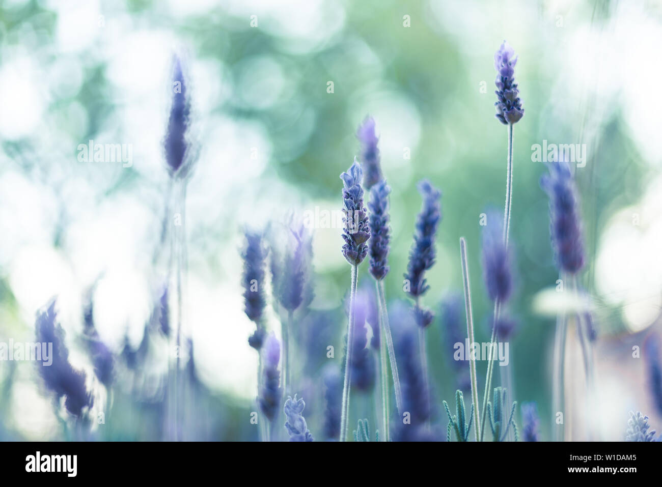 Lavender flowers in a shallow depth of field with beautiful bokeh, melting the sunlight, the green background and purple lavender flowers together. Stock Photo