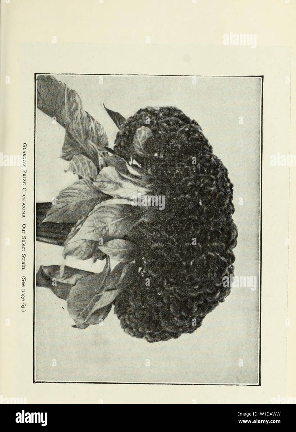 Archive image from page 98 of Descriptive illustrated catalogue of new. Descriptive illustrated catalogue of new and rare seeds, plants, and bulbs . descriptiveillus1893unit Year: 1893 Stock Photo