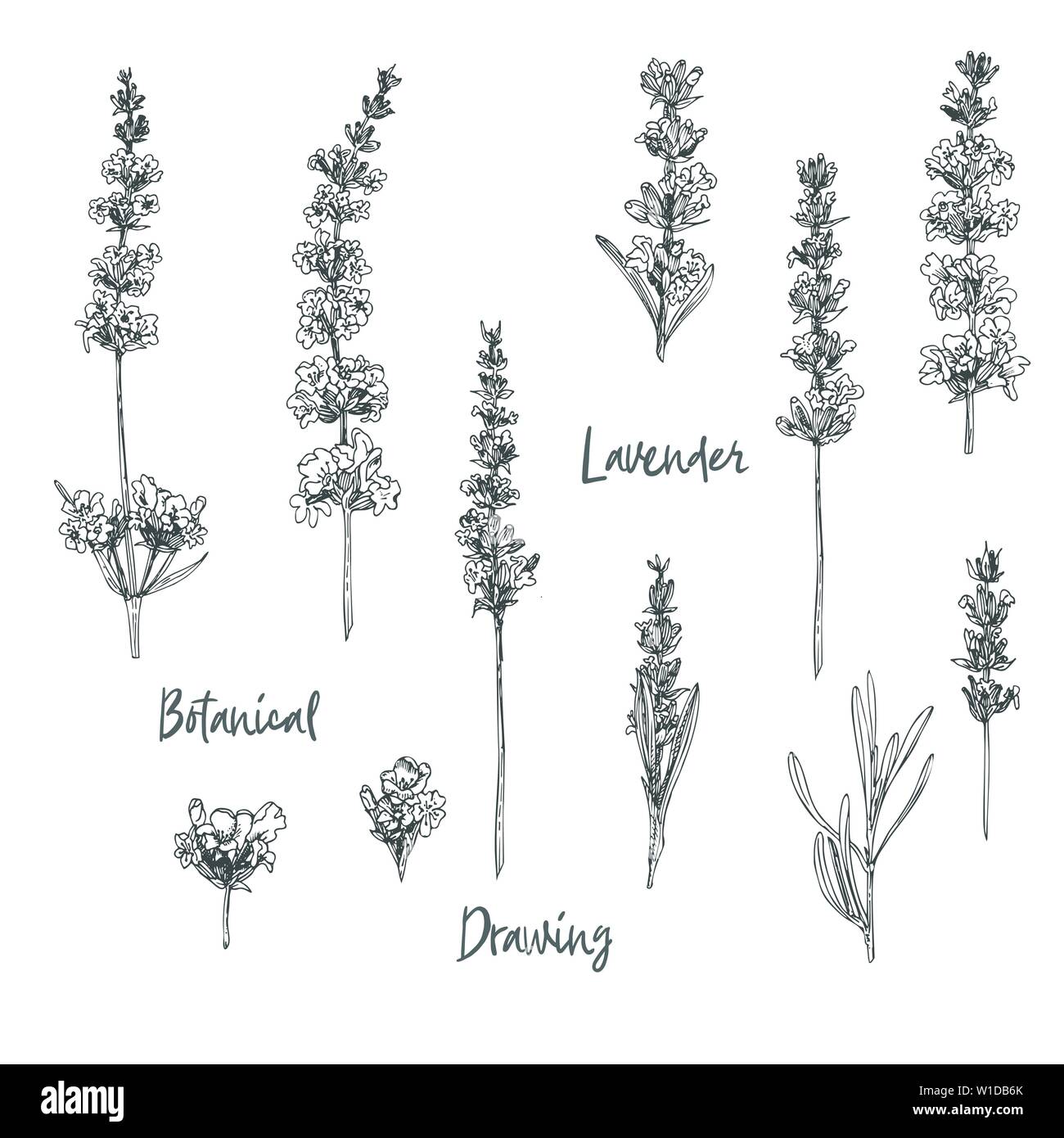 12 Best Lavender Clipart (Beautiful Flowers)! - The Graphics Fairy