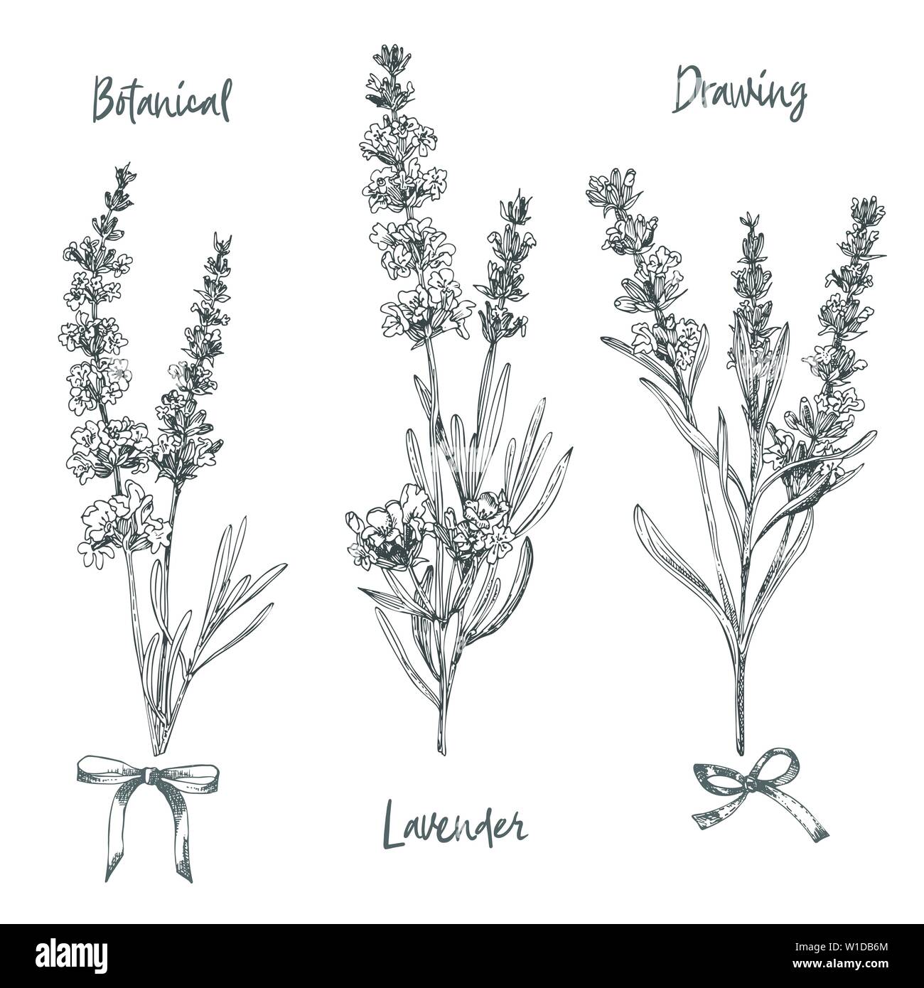 Lavender Isolated Sketch Illustration Hand Drawn Element Wedding Herb Plant  Stock Vector by ©AcantStudio 510529066