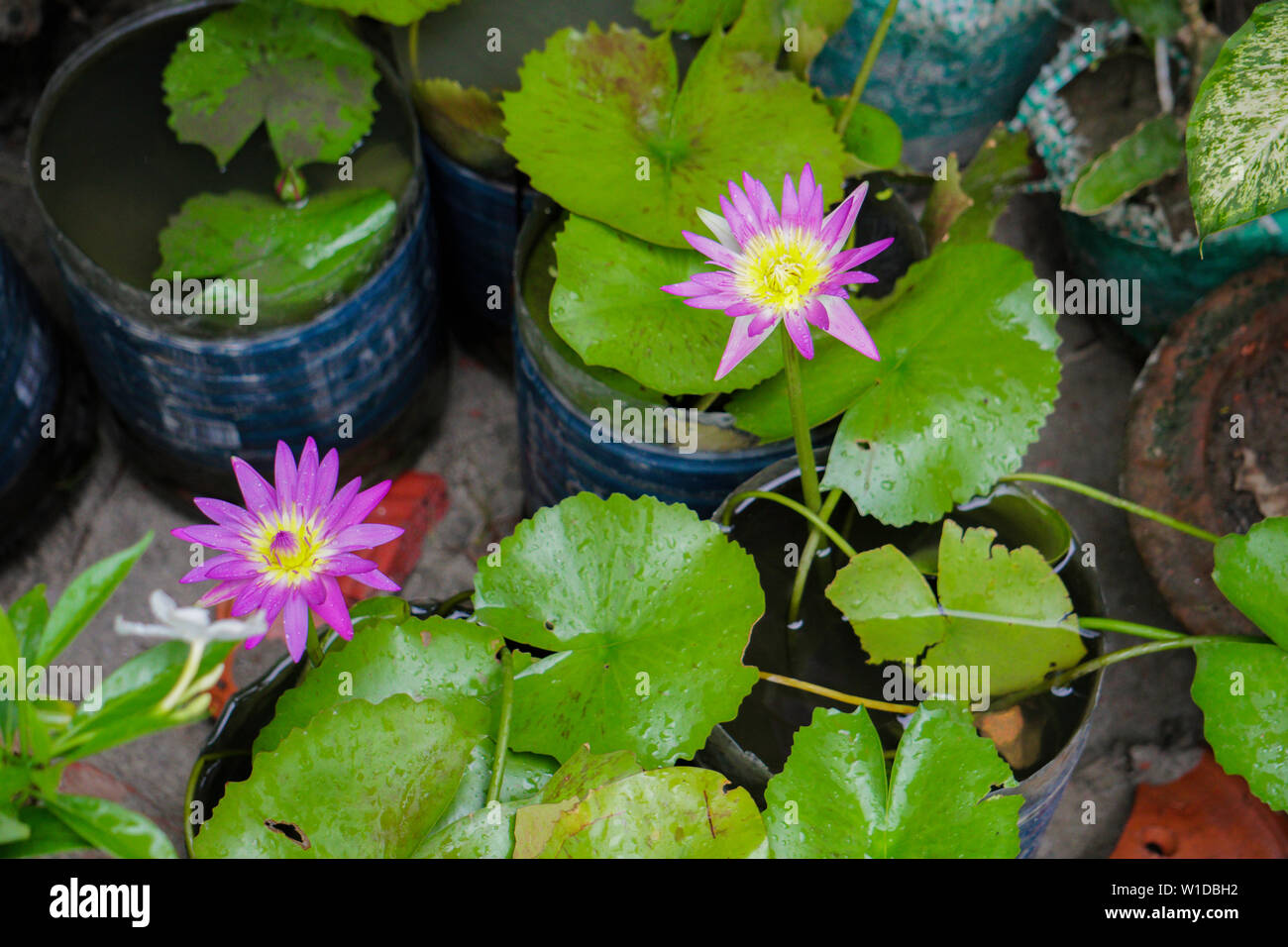 Isolated Beautiful Lotus or Shapla Flower with rain drops in the rooftop garden ponds Stock Photo