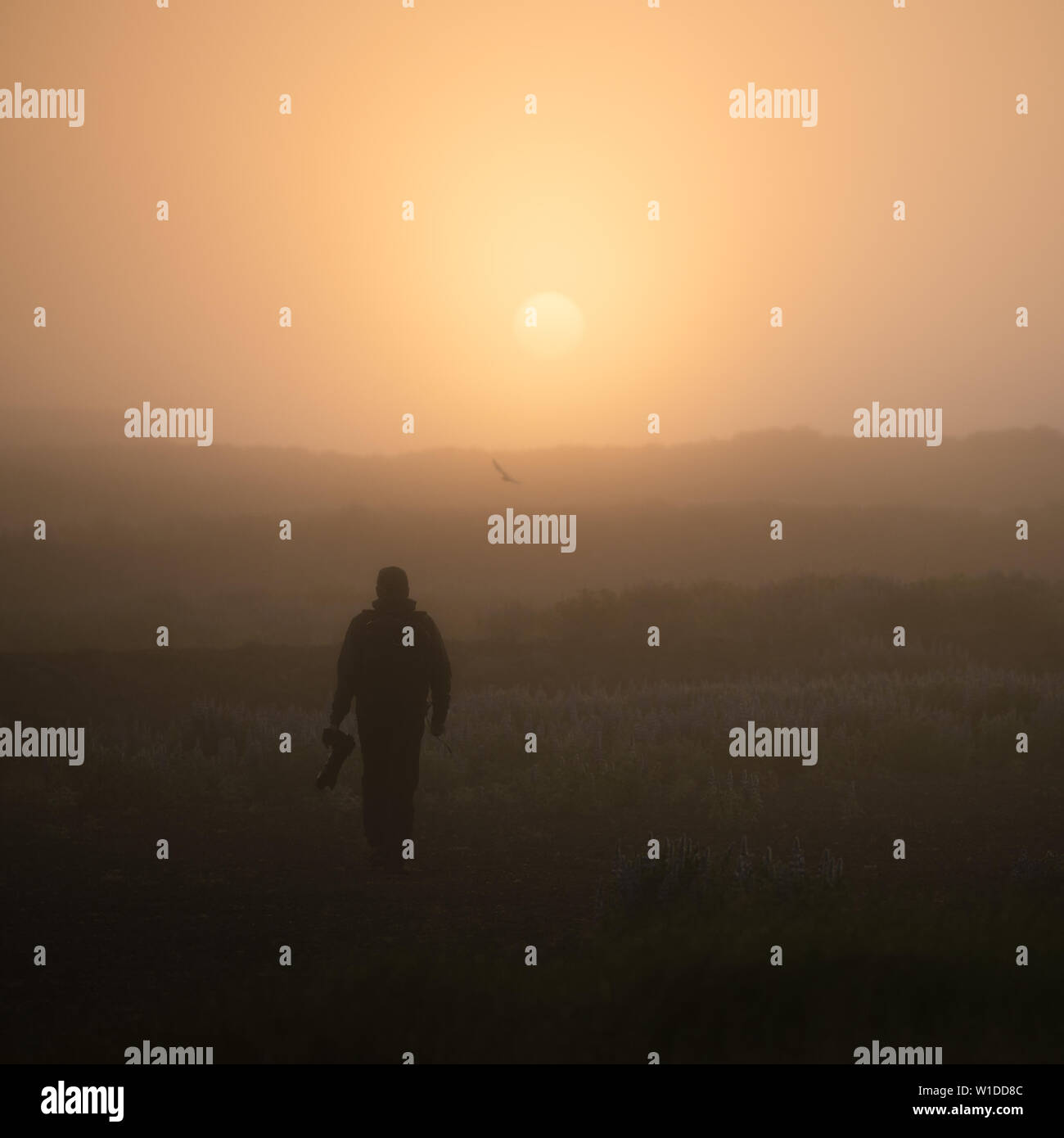 Photographer in the fog. Silhouette of a guy with a camera on the background of the rising sun. Beauty in nature Stock Photo