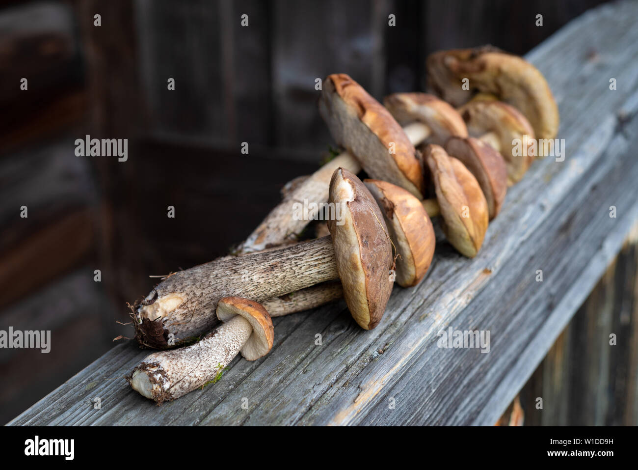 Brown cap boletus and orange cap boletus. Crop of forest edible mushrooms. Stock Photo