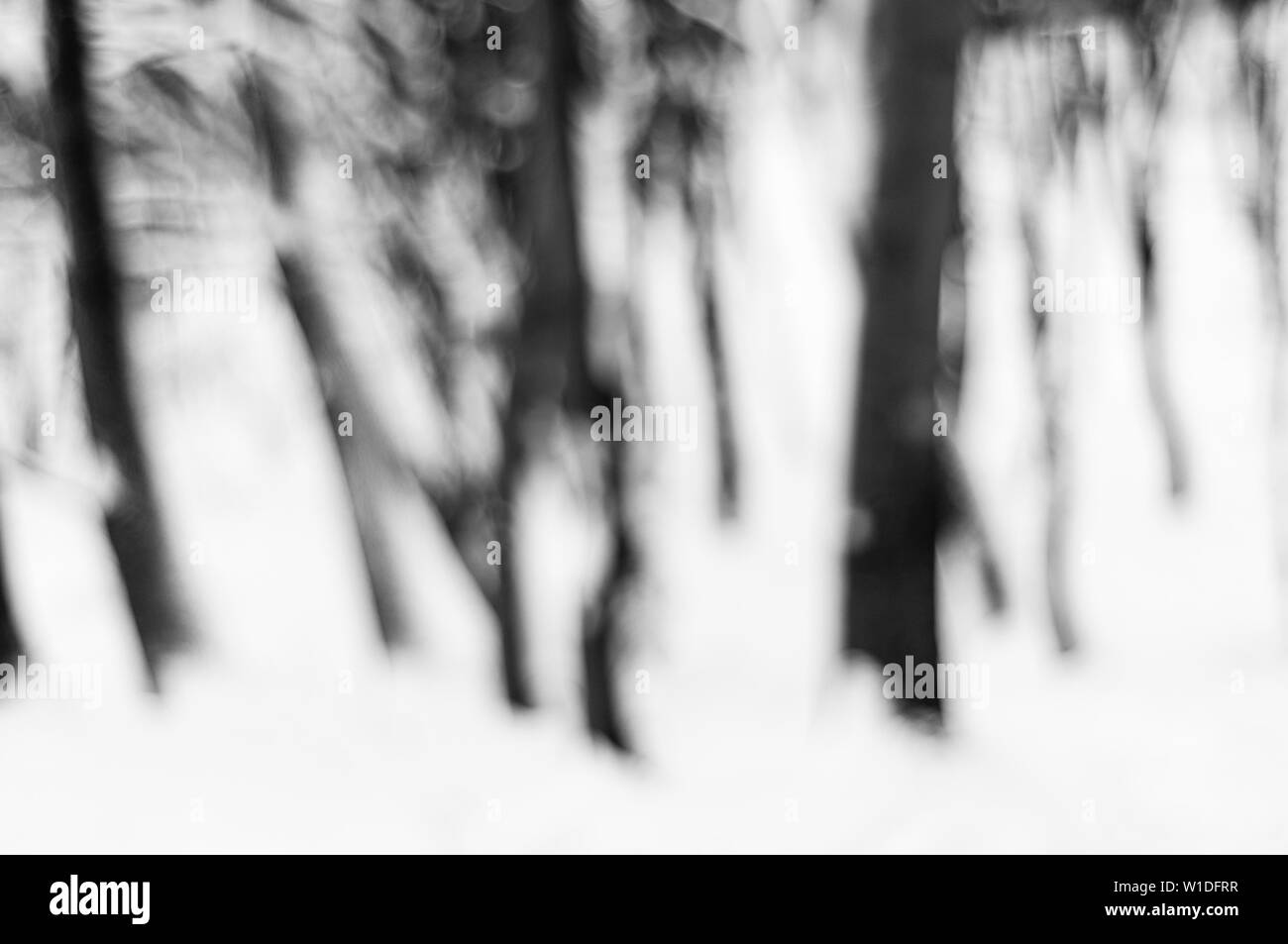 Blurred background of winter forest Stock Photo