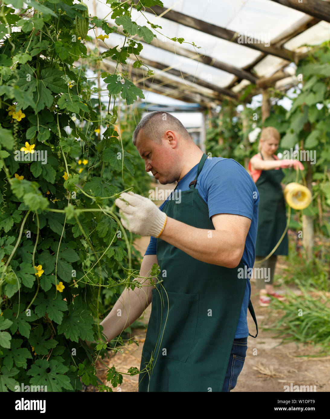 Man gardener man arranging seedlings Momordica balsamina in greenhouse Stock Photo