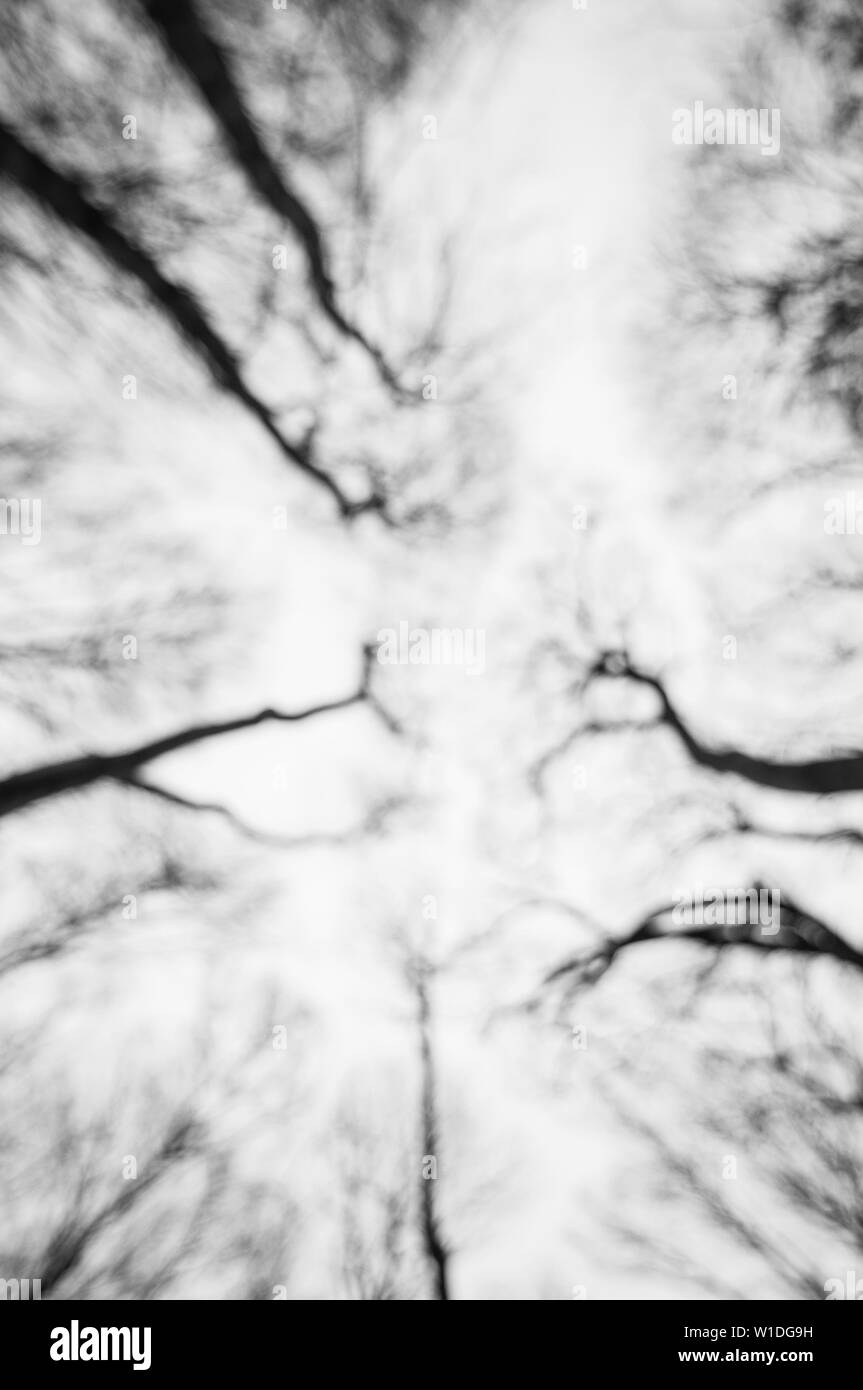 Winter forest abstract view Black and White Stock Photos & Images - Alamy