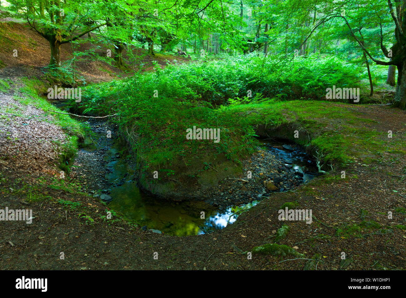 Hayedo Otzarreta Beech Forest. Gorbeia Natural Park. Bizkaia Province. Basque Country. Spain Stock Photo