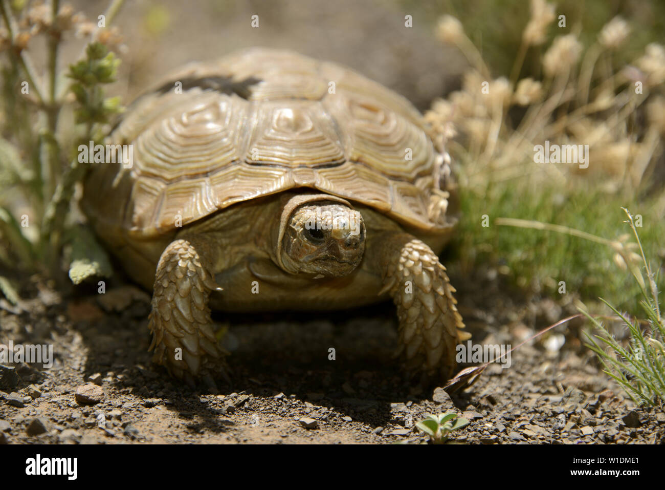 Female Boulenger's Tortoise (Homopus boulengeri), Molteno Pass, Western Cape, South Africa. Stock Photo