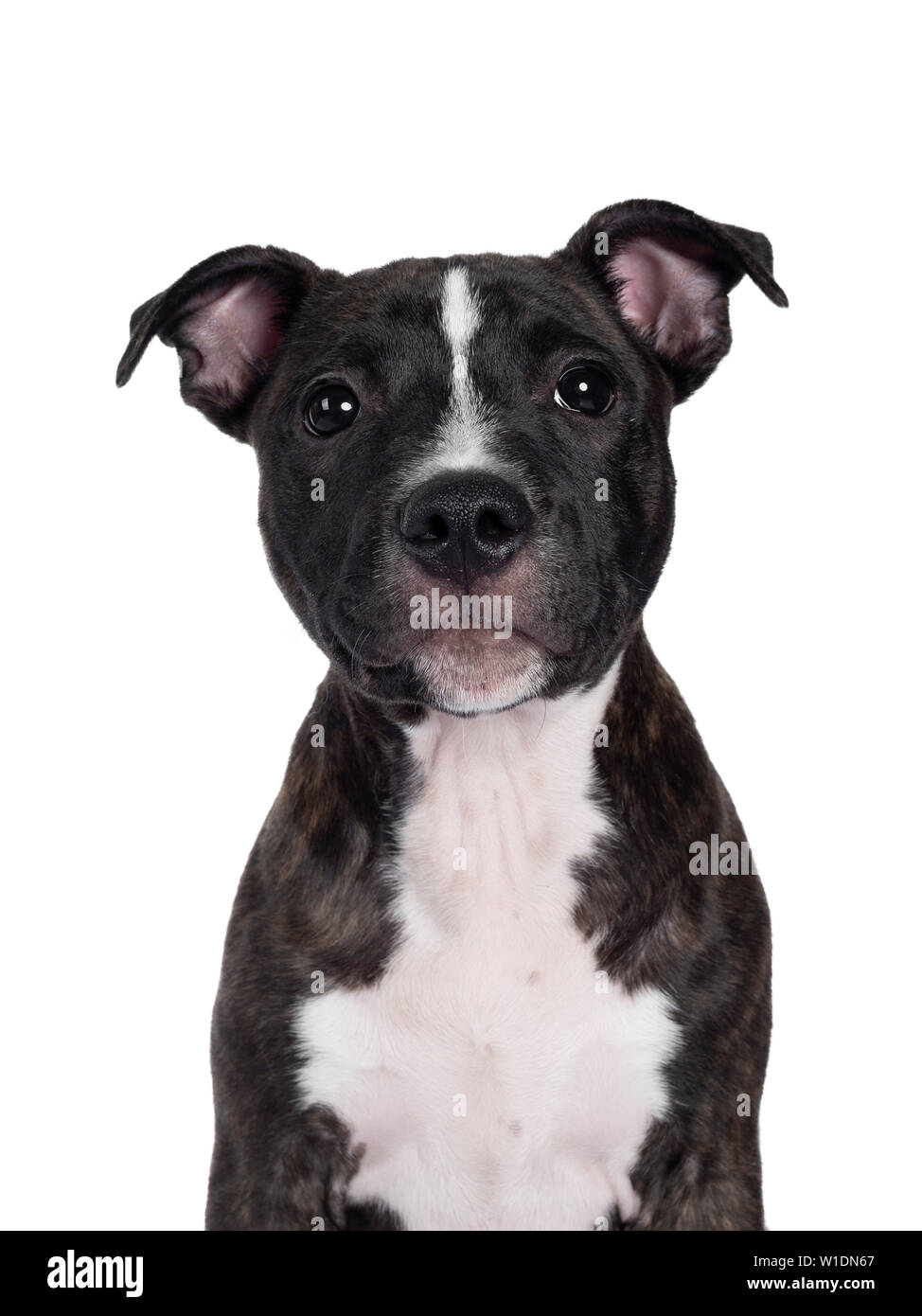 Page 3 Brindle White Staffordshire Terrier High Resolution Stock Photography And Images Alamy
