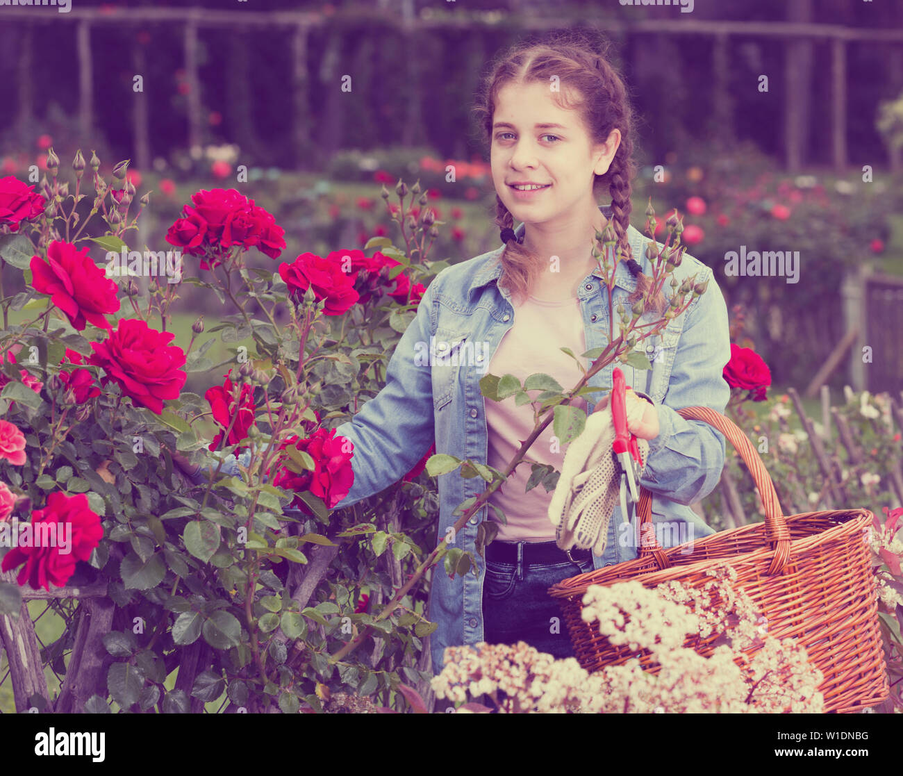 happy russian  teen  holding a basket and standing near the blooming roses Stock Photo