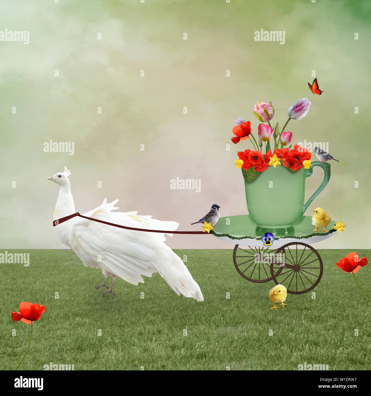 Surreal scenery with a white peacock dragging a carriage in the shape of a cup full of flowers Stock Photo