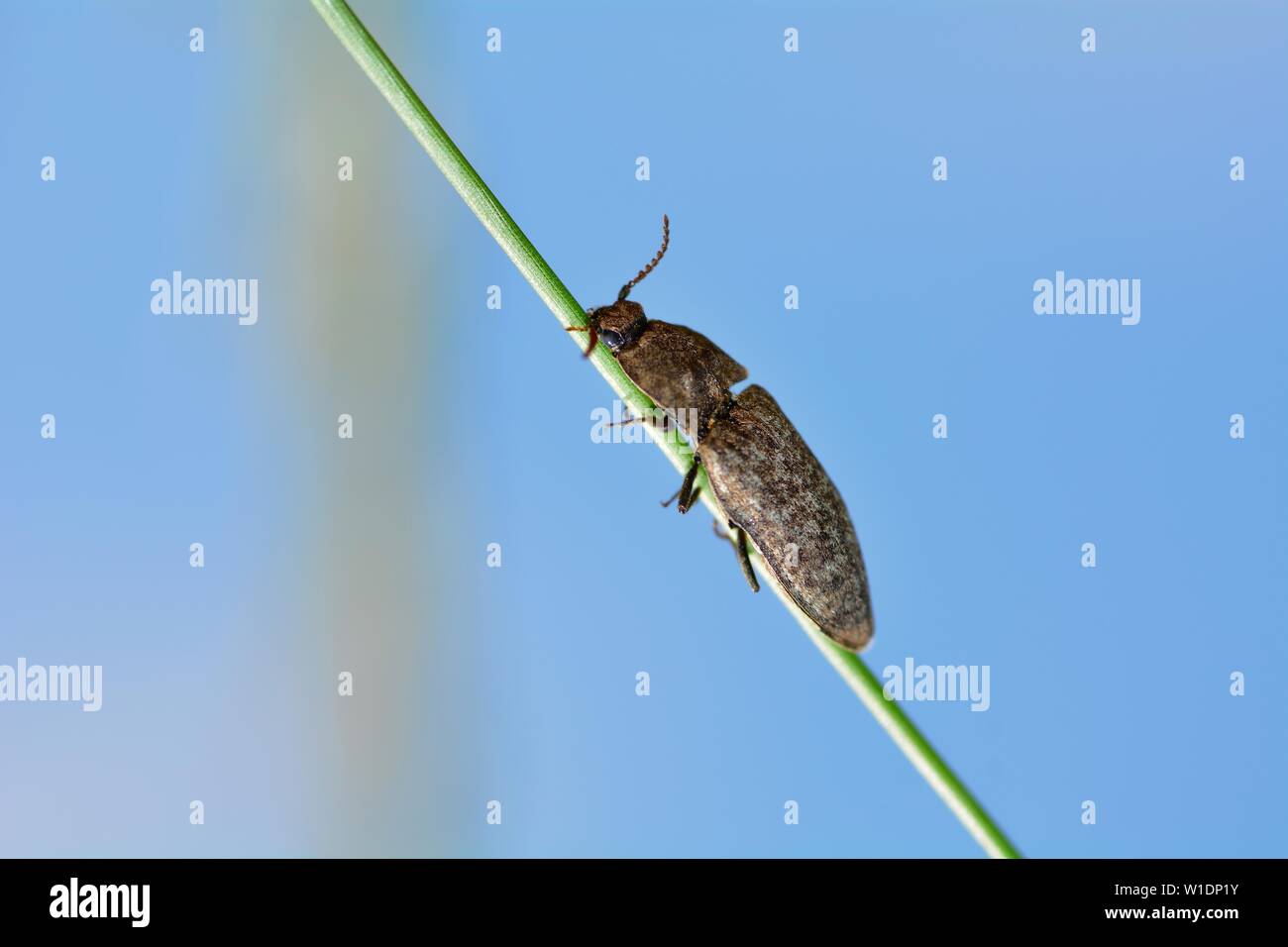 Gray mouse beetle (Agrypnus murinus) on a blade of grass against a blue sky with copy space Stock Photo