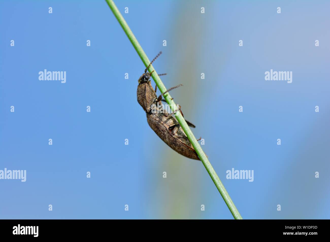Gray mouse beetle  (  Agrypnus murinus )  on a blade of grass against a blue sky with copy space Stock Photo