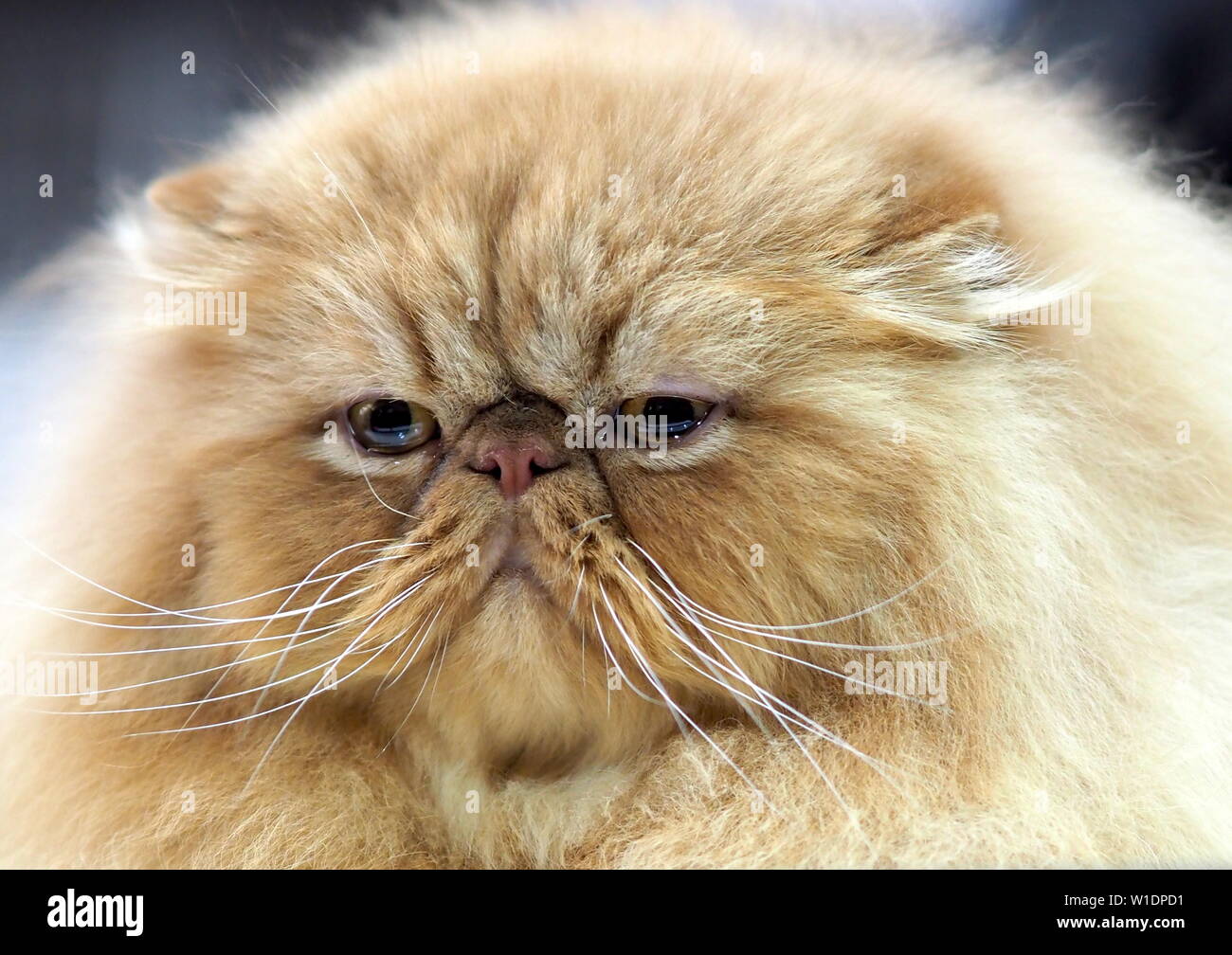 May 2019 – Face of A  Ginger Persian Pedigree Cat Stock Photo