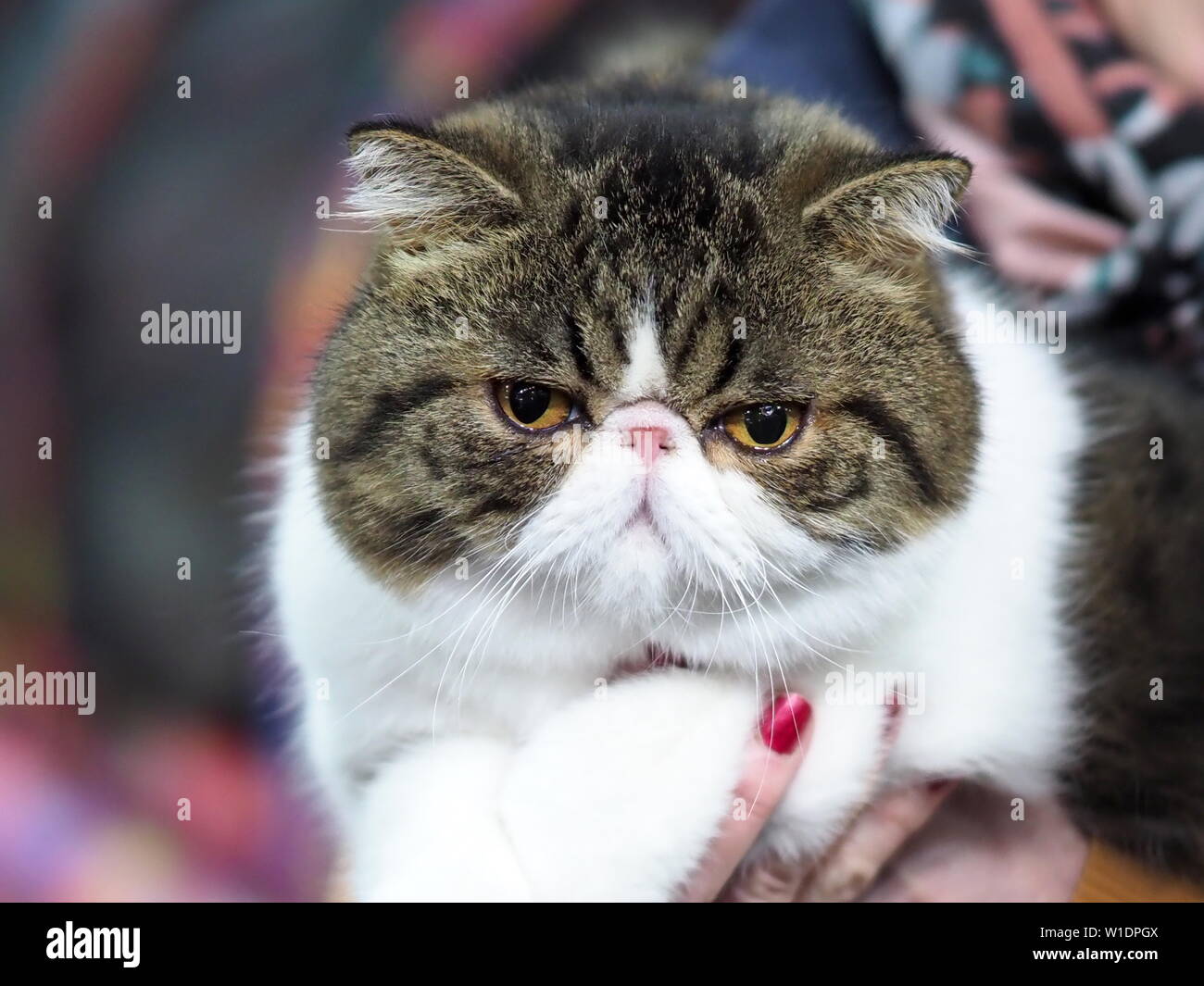 May 2019 – Face of A Pedigree Cat – An Exotic Shorthair Looking Straight at The Camera Stock Photo