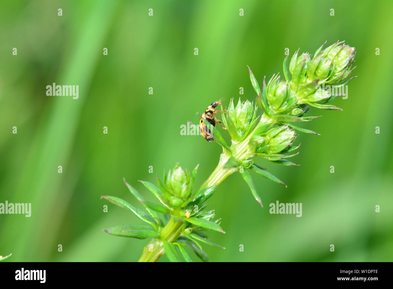Yellow Ladybird with black points on plant in green nature with many