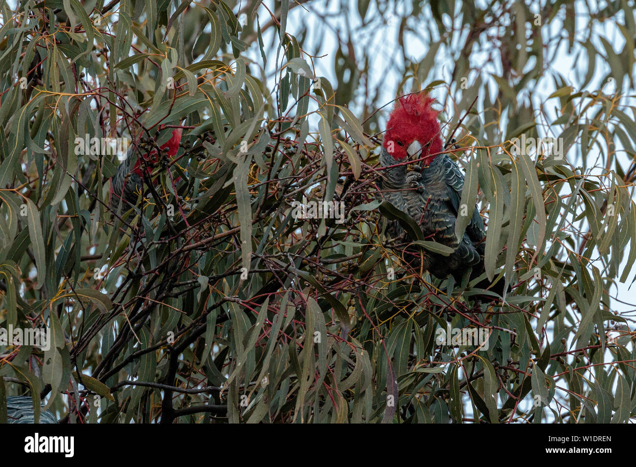 Art Print A4 Gang Gang Cockatoos at City Hill Canberra - Stuart McMillen
