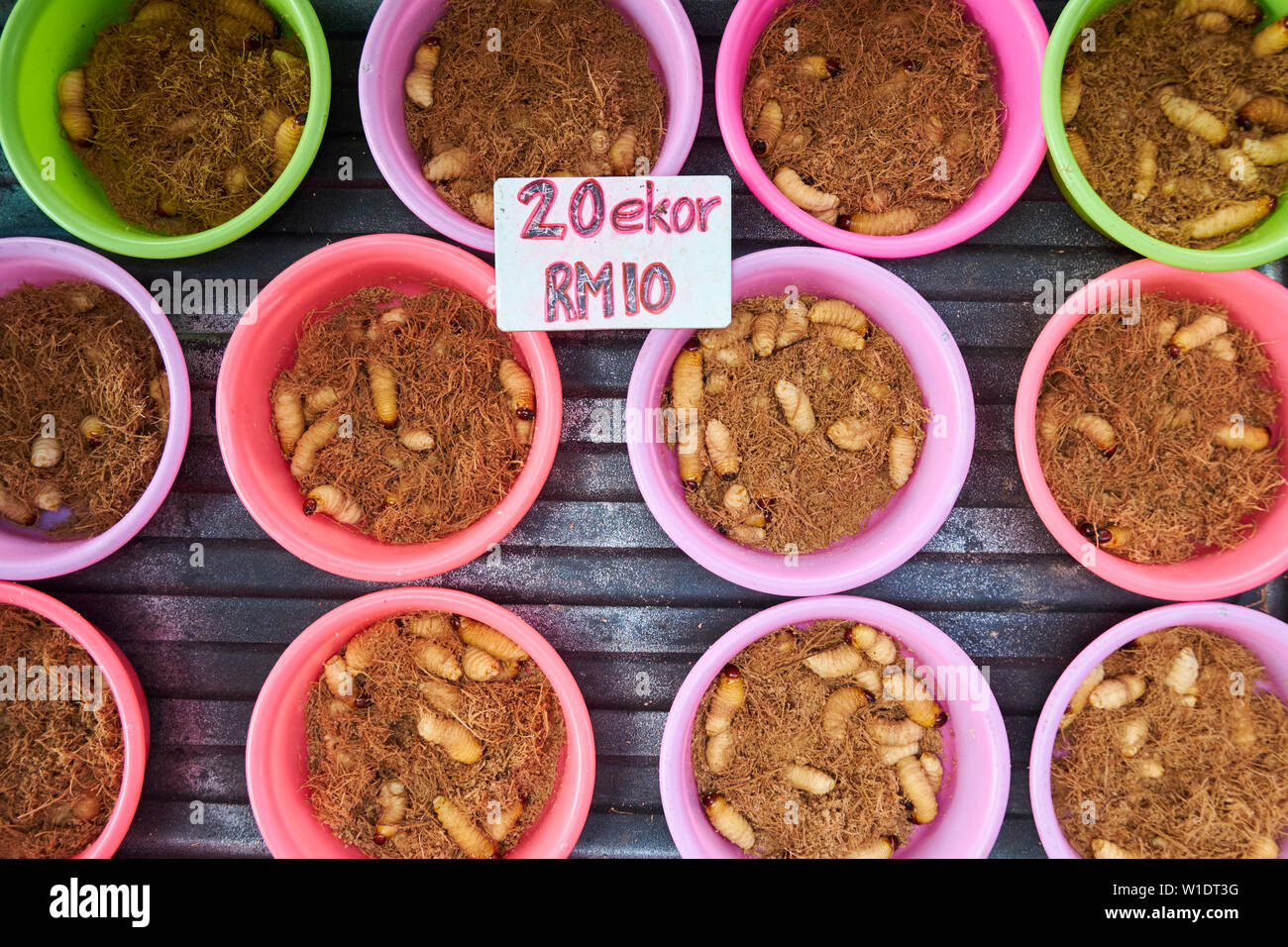 Sago palm worm larve for sale at the main central local food market in Bintulu, Borneo, Malaysia. Stock Photo