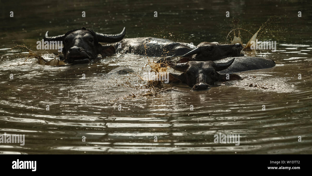 Big domestic water buffalo soak bathe in river Stock Photo