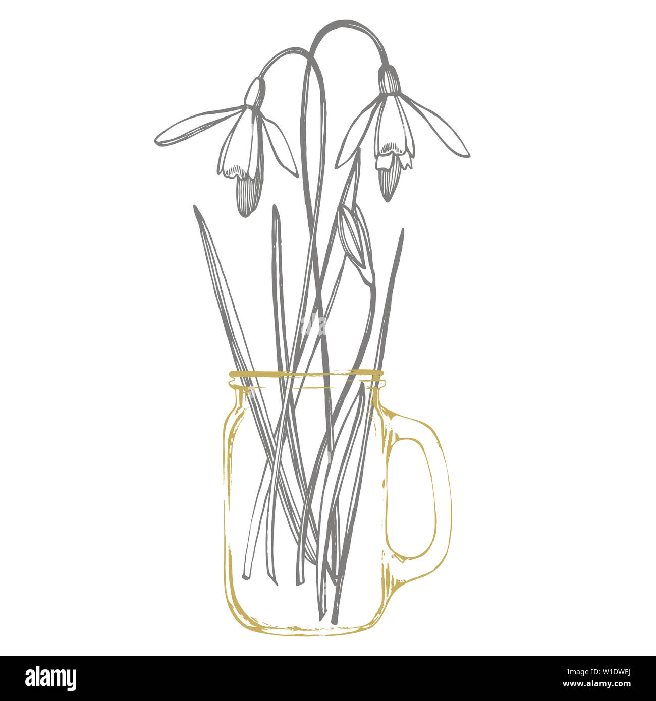 Snowdrop Sketch High Resolution Stock Photography And Images Alamy