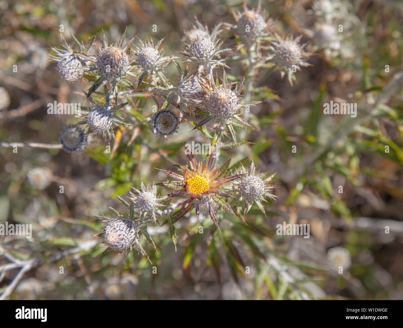 Flora of Gran Canaria - flowering Carlina salicifolia, species of thistle found in Macaronesia Stock Photo