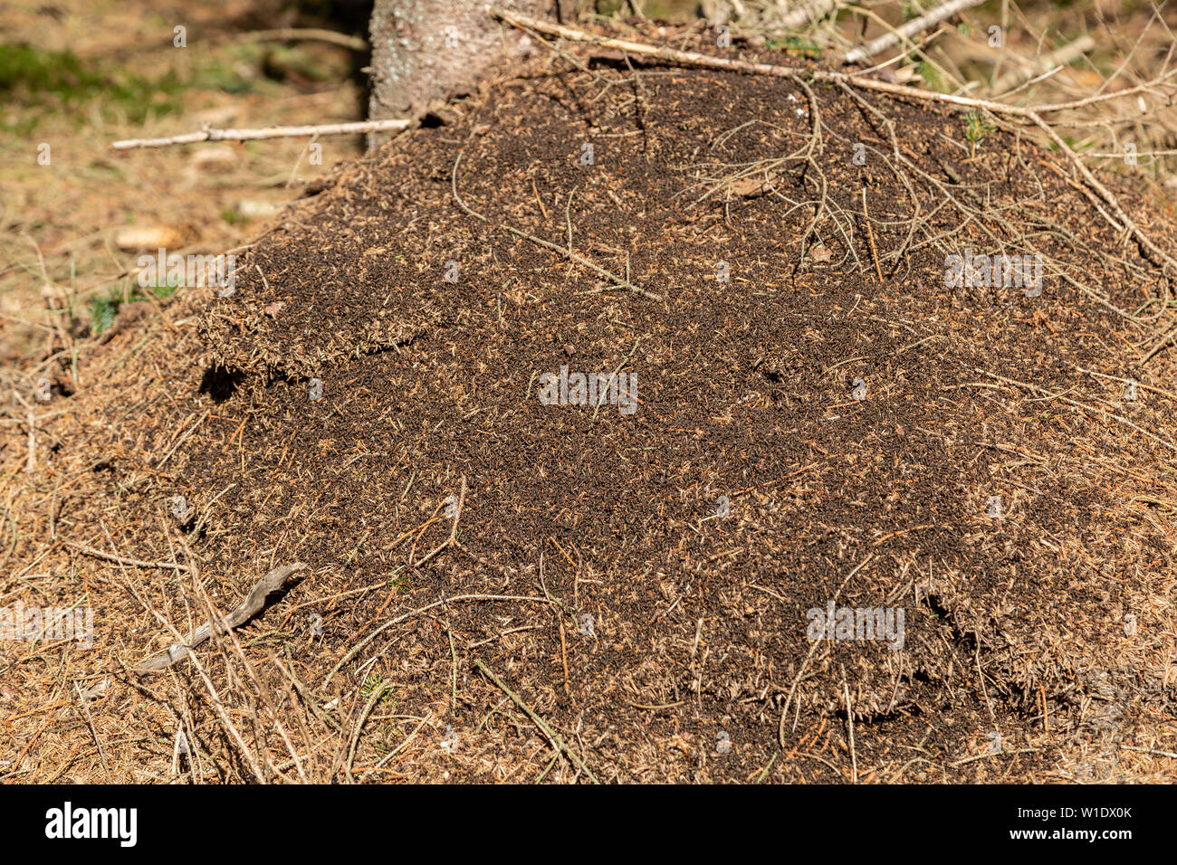 Formica polyctena nest, sun-basking red wood ants in early spring Stock Photo