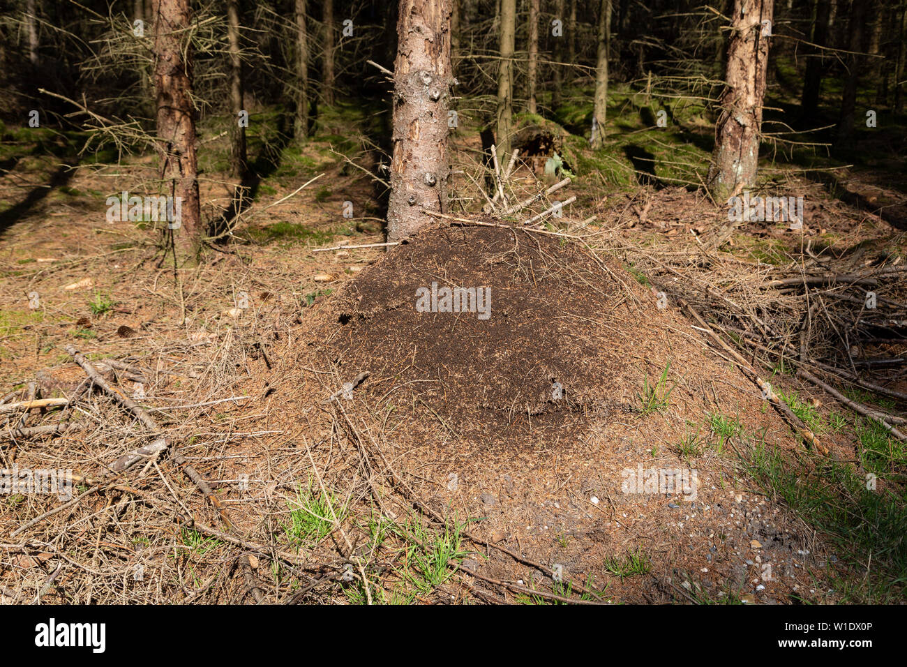 Formica polyctena nest, sun-basking red wood ants in early spring Stock Photo