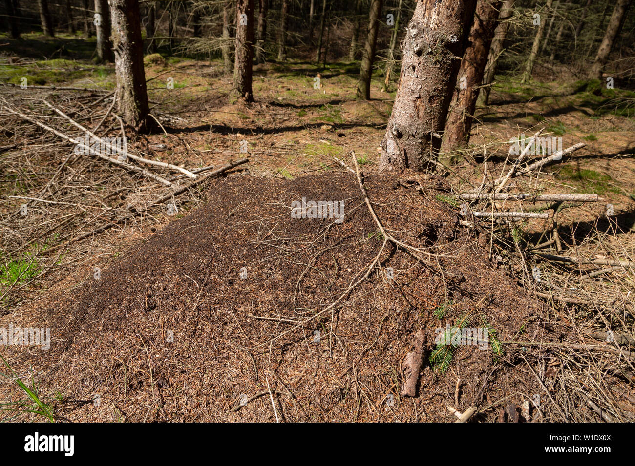 Formica polyctena nest, sun-basking red wood ants in early spring Stock Photo