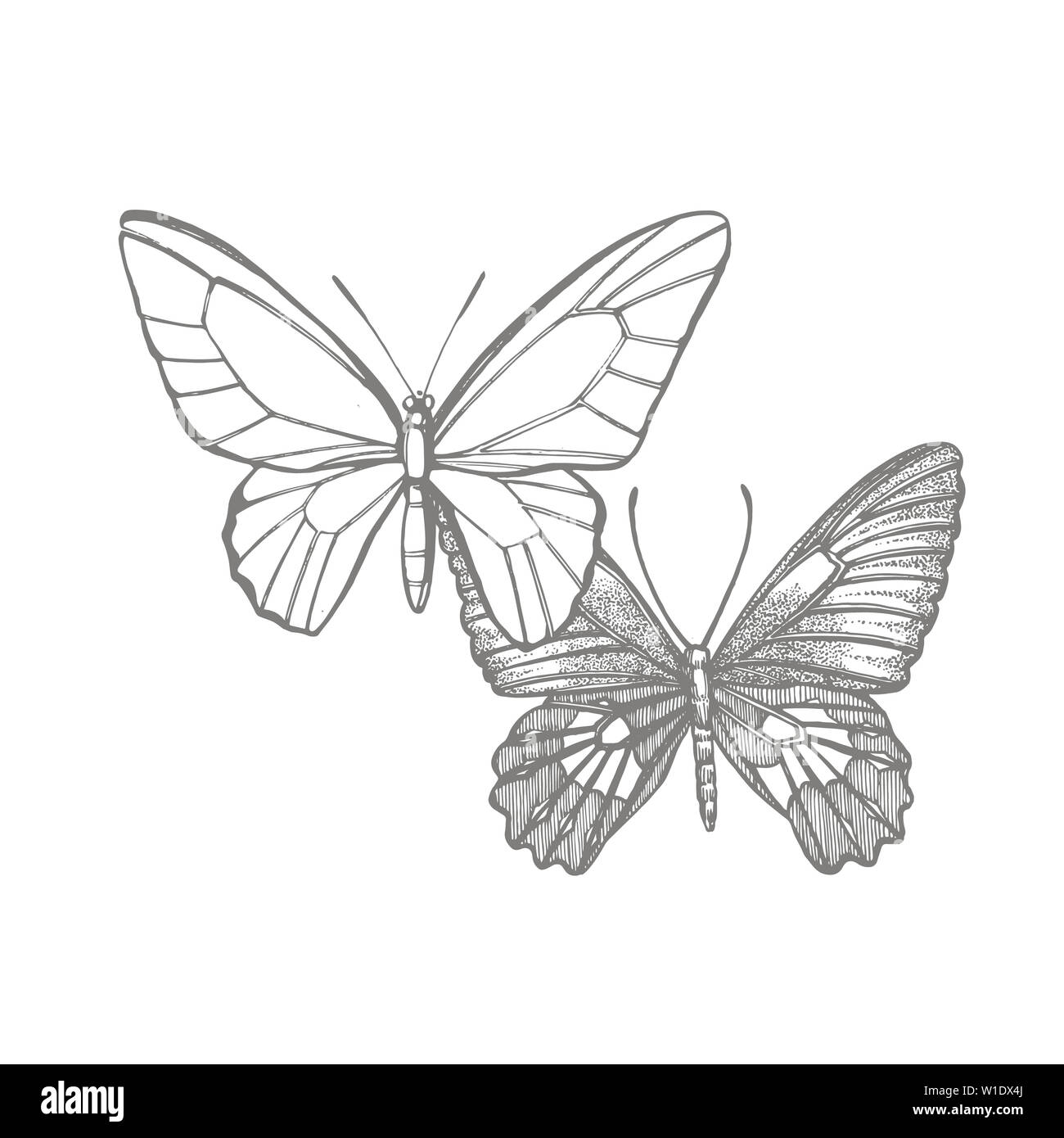 Butterflies silhouettes. Butterfly icons isolated on white background. Graphic illustration Stock Photo