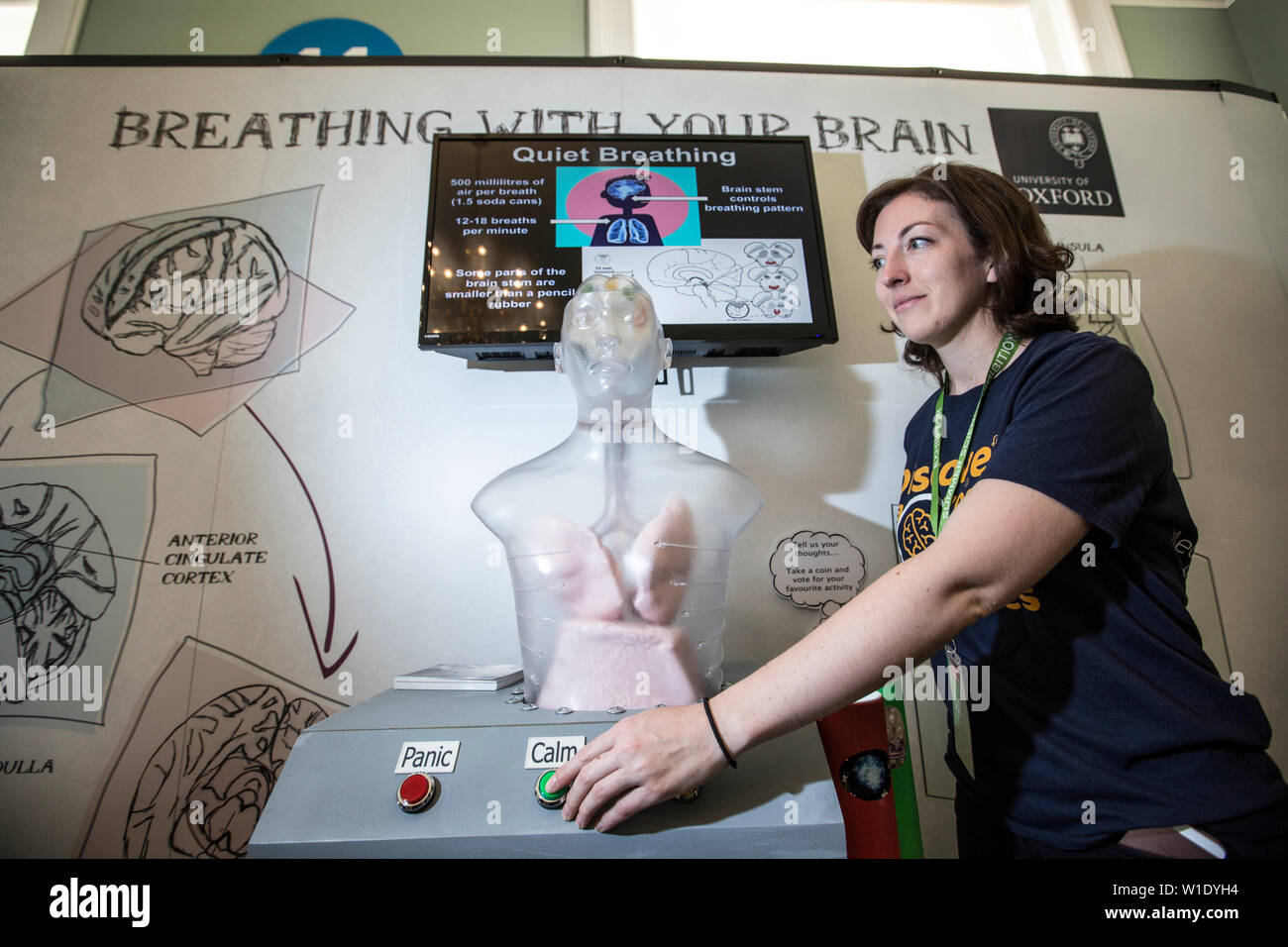 Royal Society Summer Science Exhibition, 3D printed model of human lung and brain, exploring how the brain influences the breathing process. Stock Photo