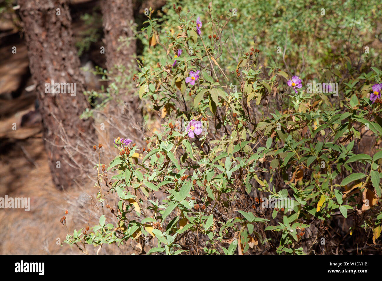Flora of Gran Canaria - Cistus symphytifolius, pink rockrose endemic to Canary Islands, flowering along hiking paths in nature park Tamadaba Stock Photo