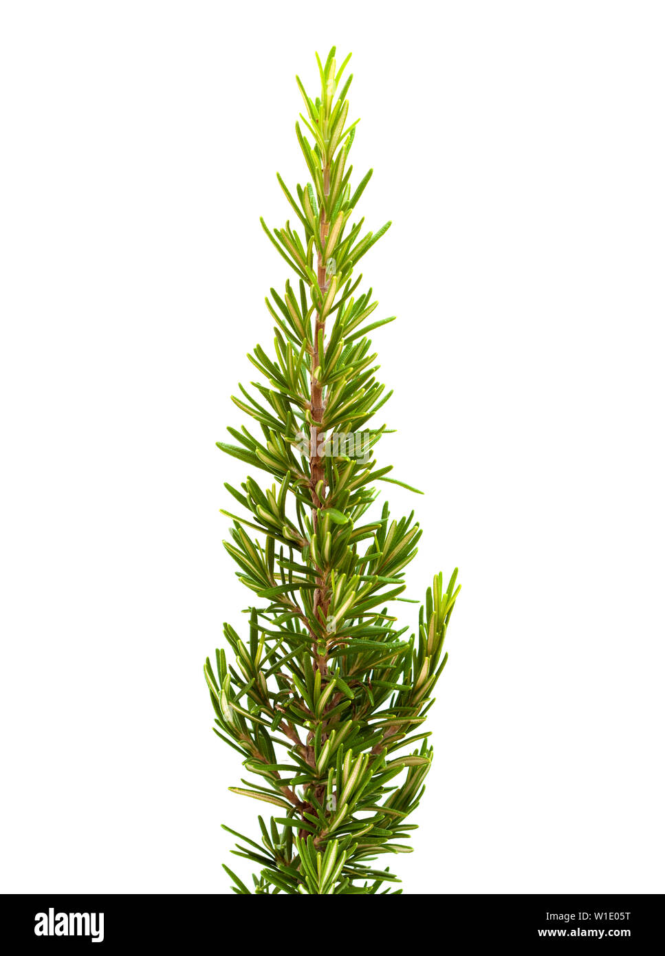 Branch narrow leaves plant young hi-res stock photography and images ...
