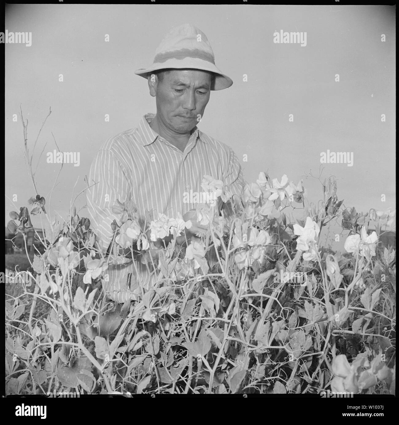 Gila River Relocation Center, Rivers, Arizona. Paul S. Goya, former