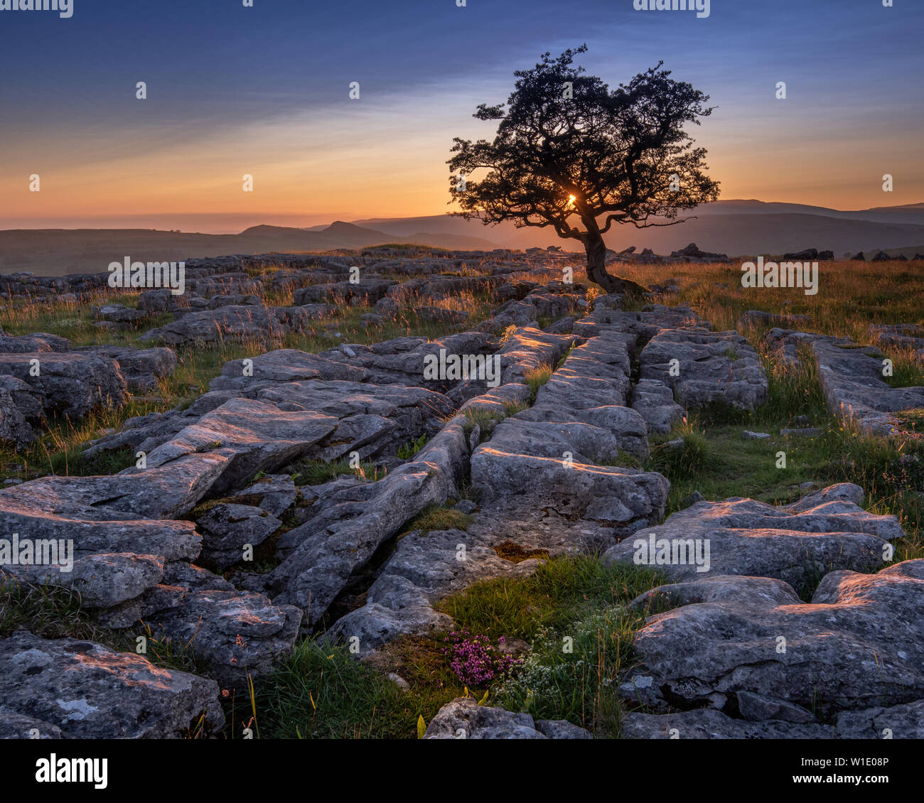 A lone weathered tree in amongst the limestone pavement of the Yorkshire Dales National Park Stock Photo