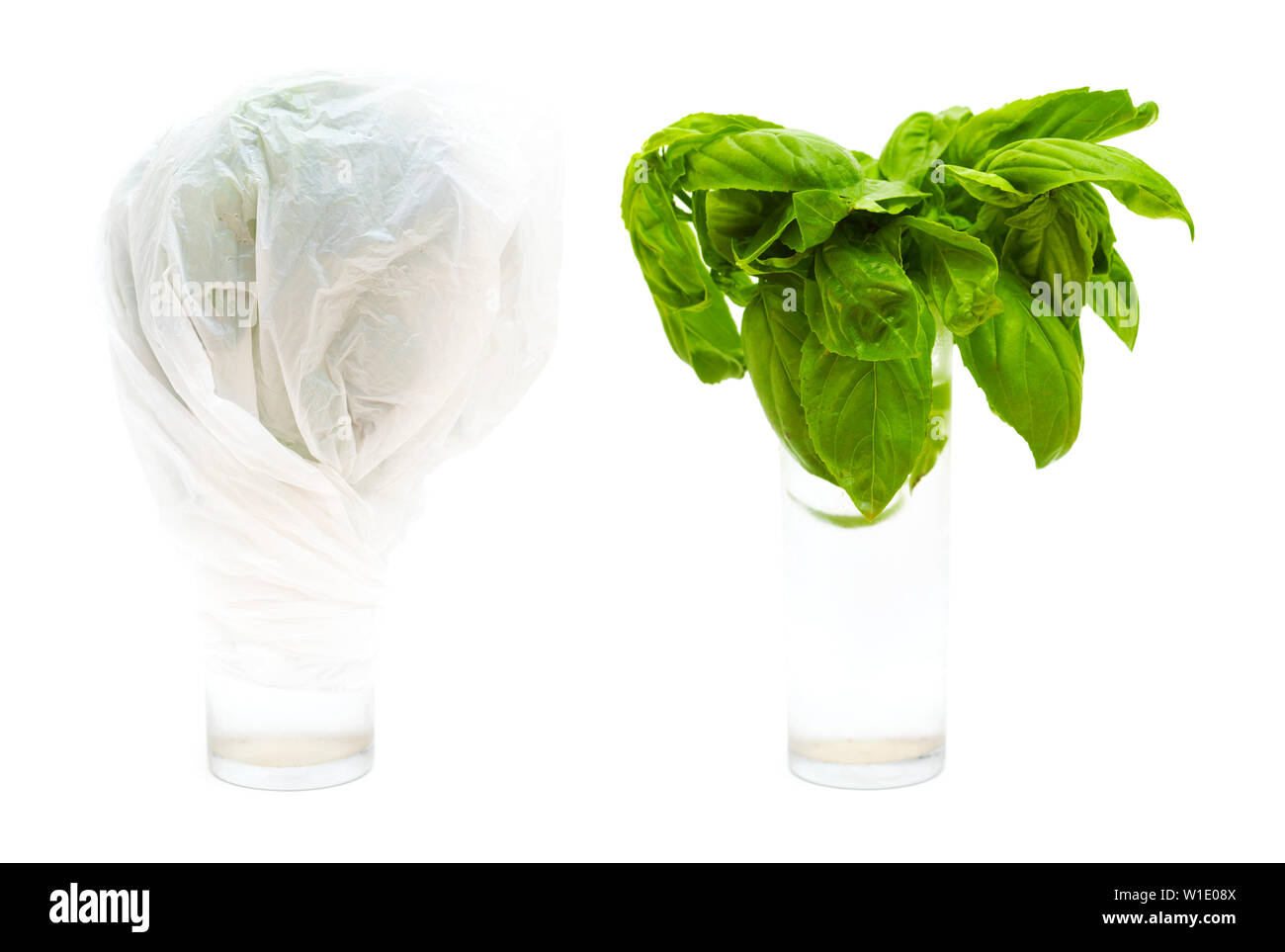 Kitchen trick keep cut herbs fresh in water under tightly wrapped