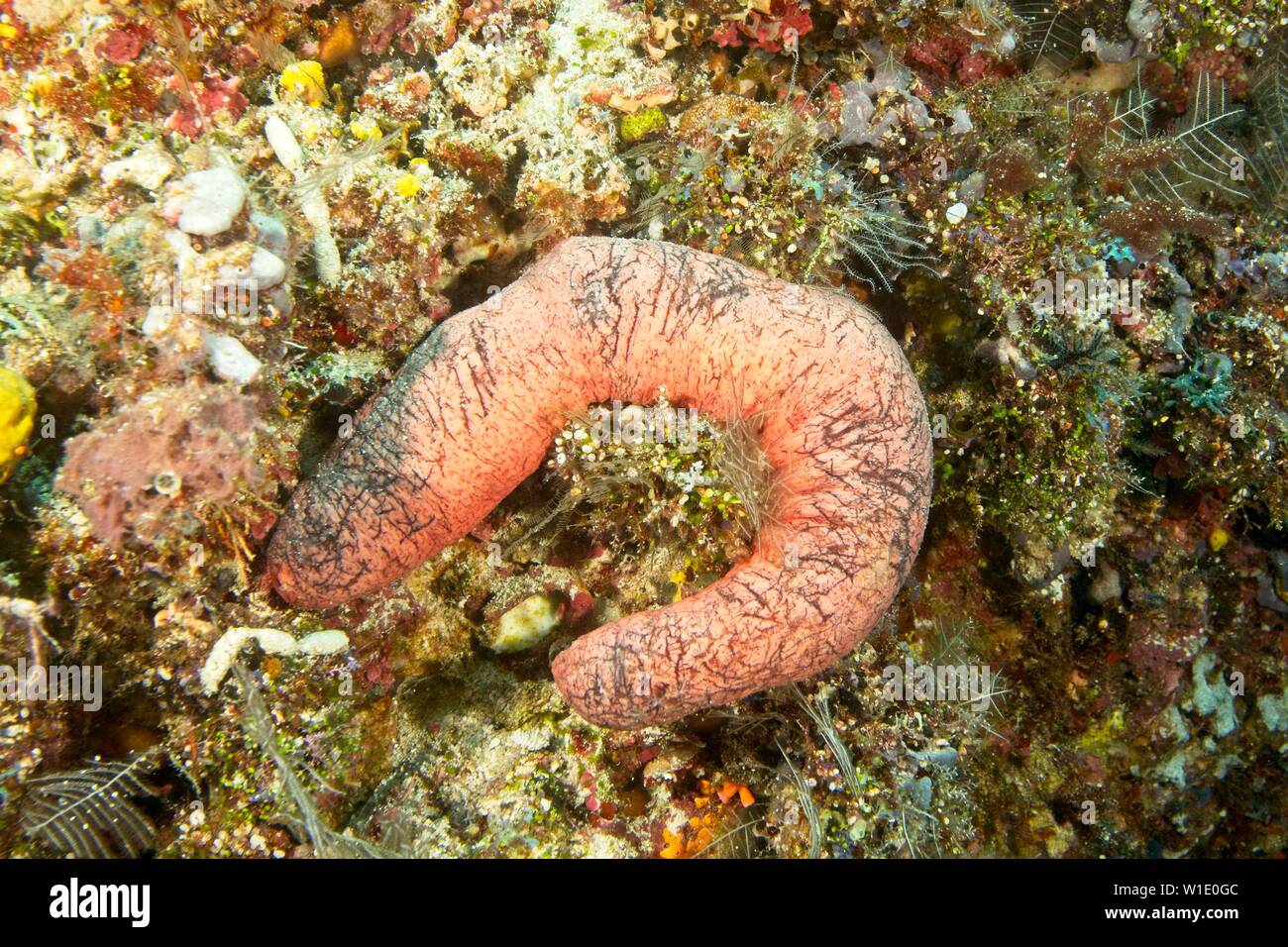 Edible sea cucumber (Holothuria edulis) Indian ocean, Maldives Stock Photo