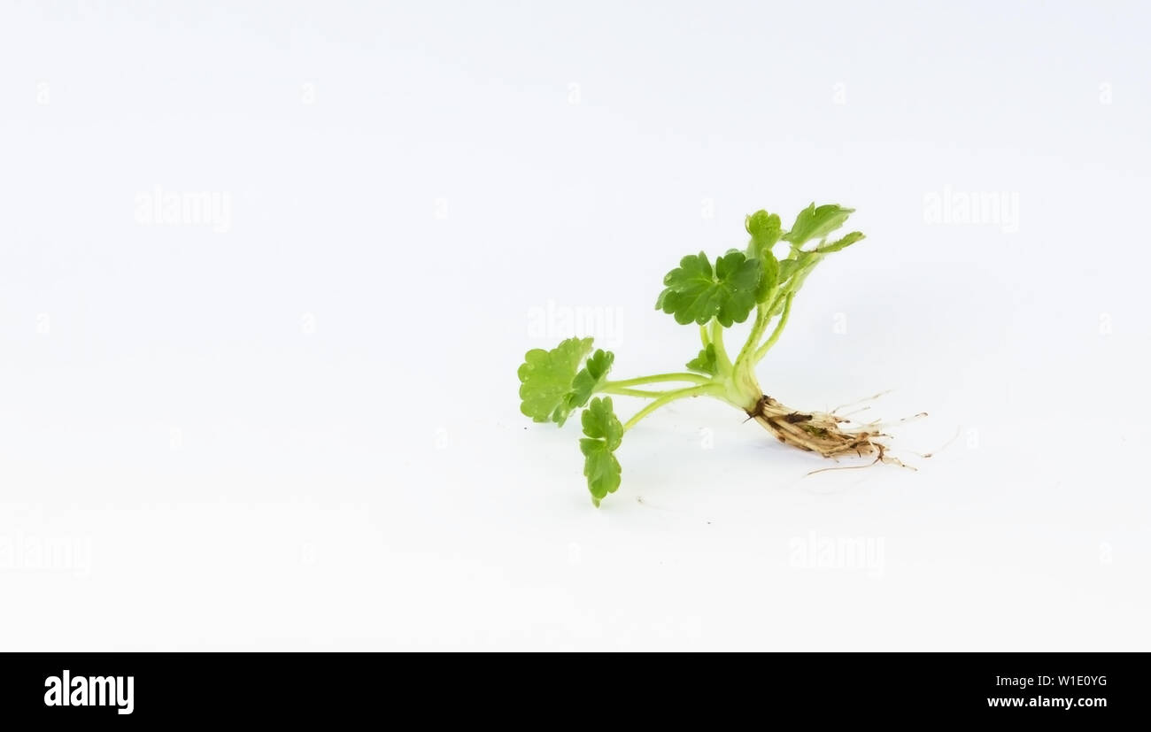 Weed isolated on white background Stock Photo