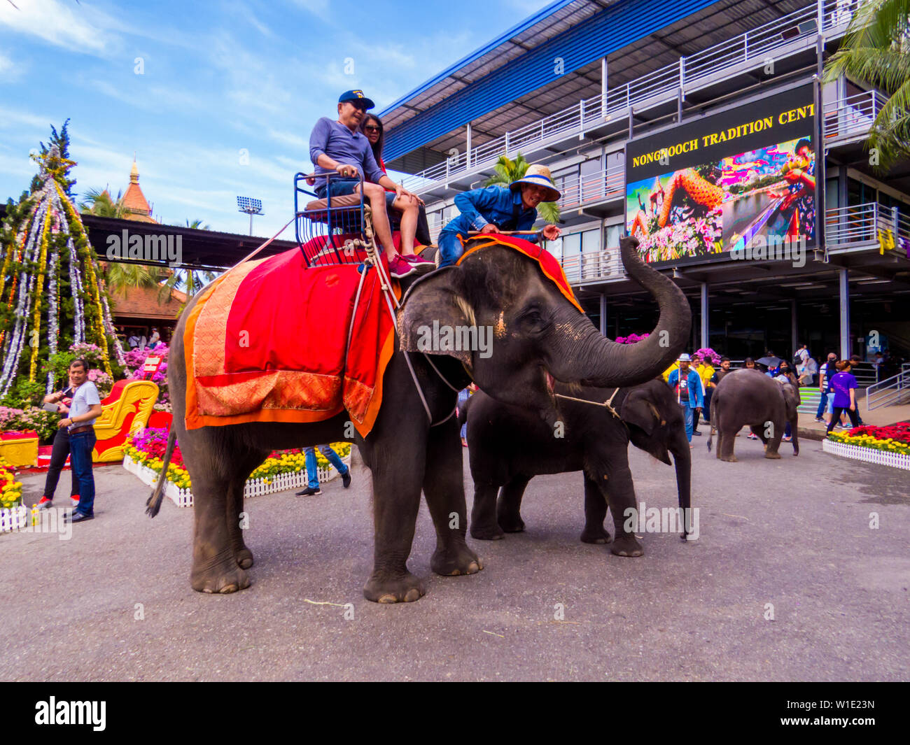PATTAYA, THAILAND - JANUARY 2, 2019: Elephants in the Nongnooch (or Nong Nooch) Tropical Garden. Stock Photo