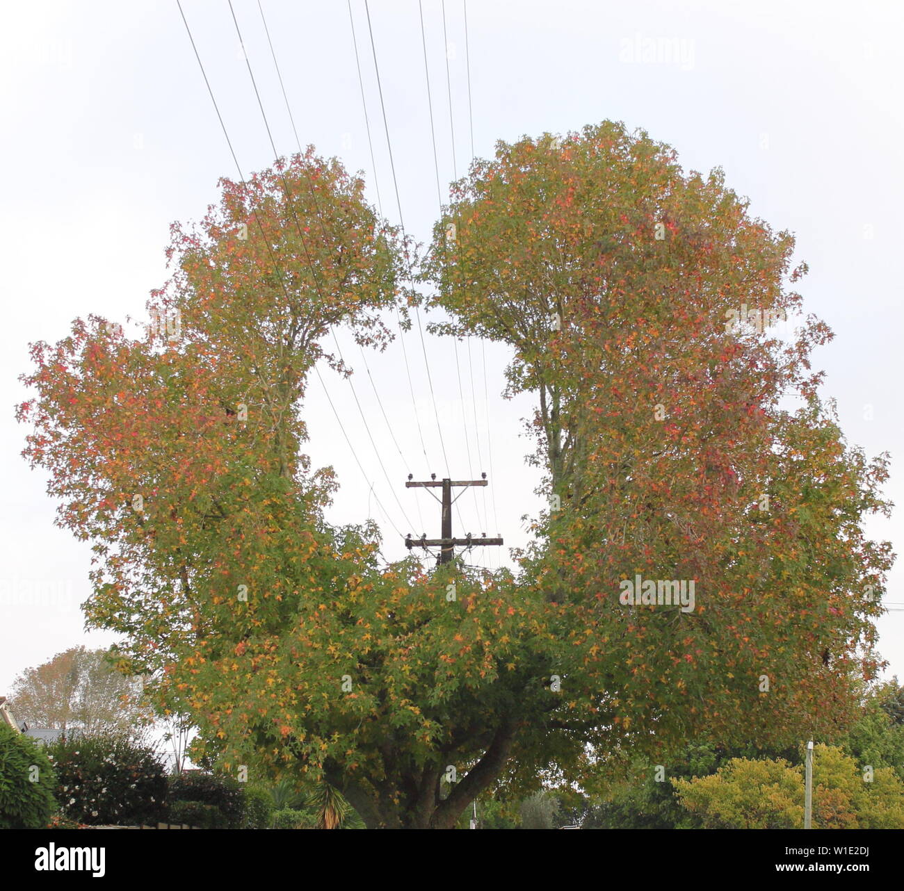 Grid tree hi-res stock photography and images - Alamy