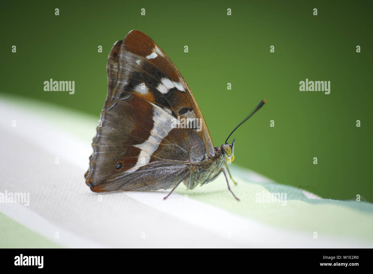 Butterfly Iris Stock Photos Butterfly Iris Stock Images