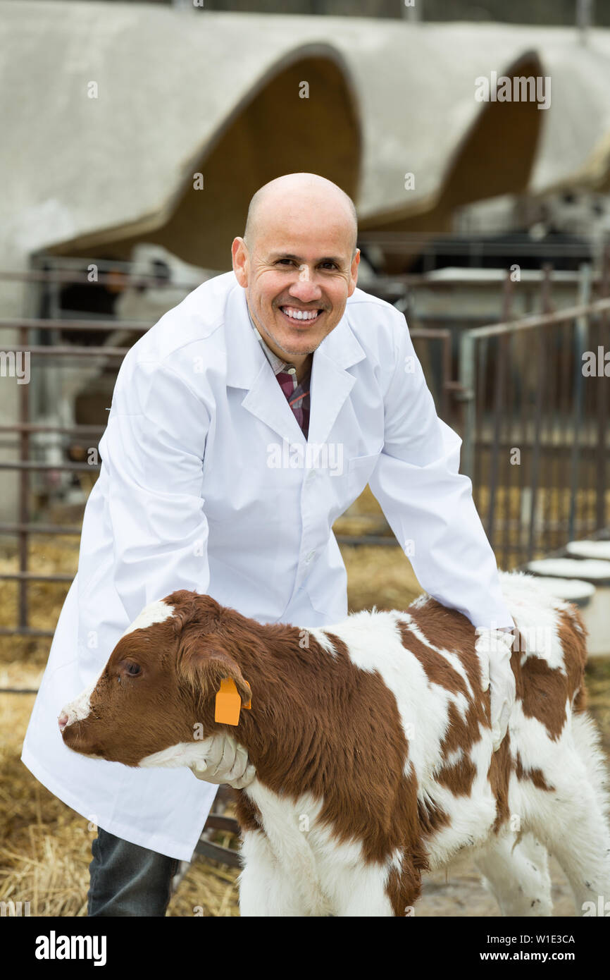 spanish veterinary technician taking care of calves in farm Stock Photo